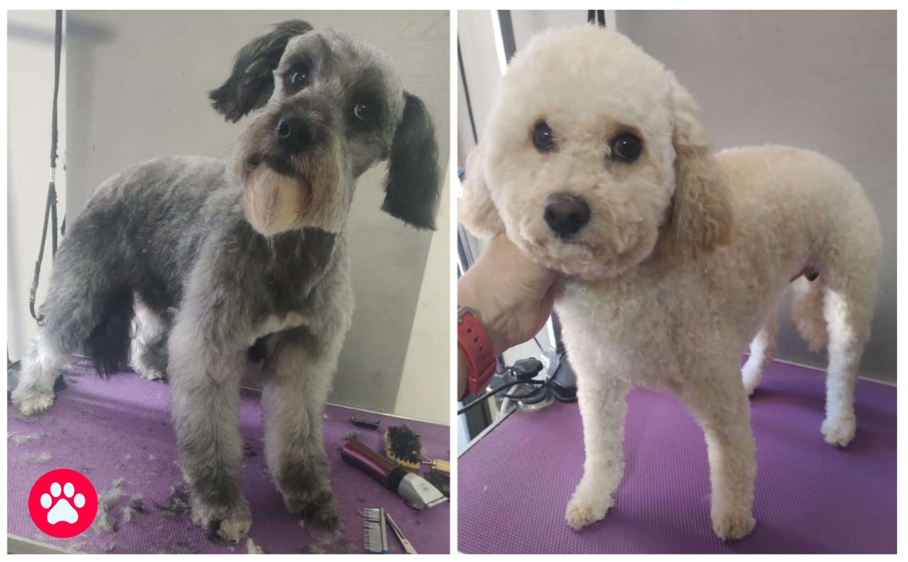 Perrito arreglado 3
